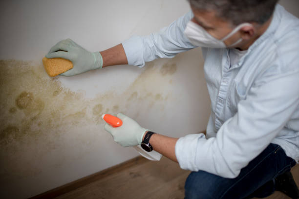 Best Black Mold Removal  in Labasas, CA