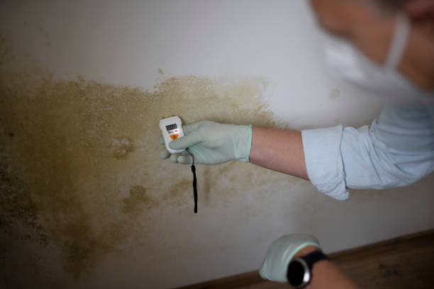 Attic Mold Removal in Calabasas, CA