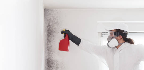 Best Mold Damage Repair  in Labasas, CA