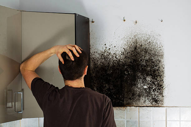 Best Black Mold Removal  in Labasas, CA