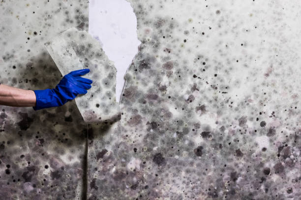 Best Home Mold Removal  in Labasas, CA