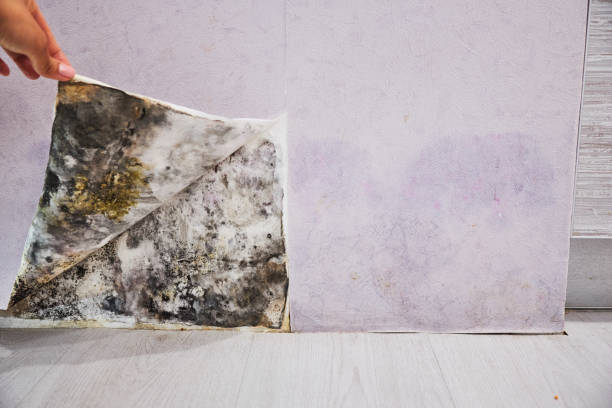 Best Certified Mold Removal  in Labasas, CA